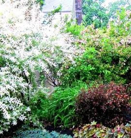 саженцы цветущих кустарников - вариант 4