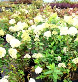 саженцы декоративных культур - тип 4