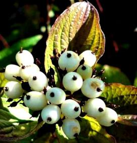 саженцы дерена - тип 3