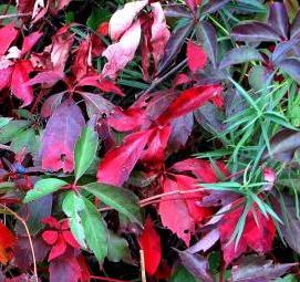 саженцы девичьего винограда - тип 1