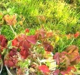 саженцы девичьего винограда - тип 4