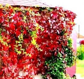 саженцы девичьего винограда - тип 3