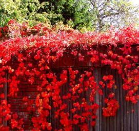 саженцы девичьего винограда - тип 2