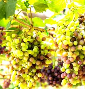 саженцы дикого винограда - вариант 1