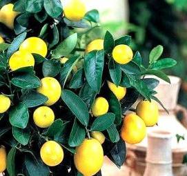 саженцы домашнего лимона - вариант 1