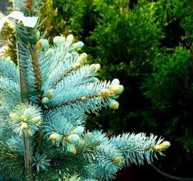 саженцы ель хупси - вариант 1