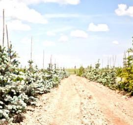 саженцы ель хупси - вариант 2