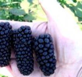 саженцы ежевика гигант - модель 4