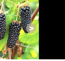 саженцы ежевика гигант - модель 3