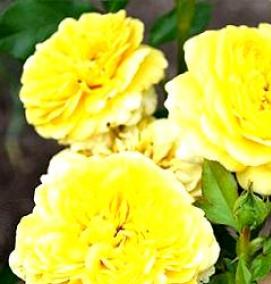 саженцы флорибунда - вариант 2