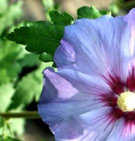 саженцы гибискуса - модель 1