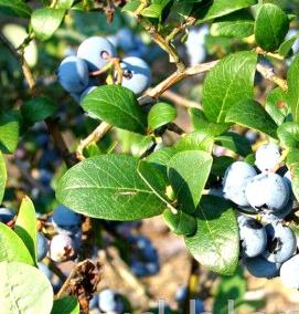 саженцы голубики низкорослой - вариант 1