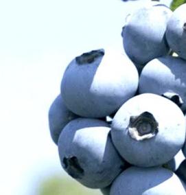 саженцы голубики низкорослой - вариант 4