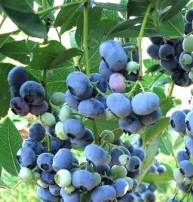 саженцы голубики низкорослой - вариант 3