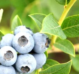 саженцы голубики река - вариант 4