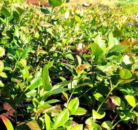 саженцы голубики садовой - тип 4