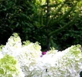 саженцы гортензии - тип 4