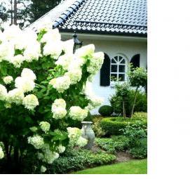 саженцы гортензии метельчатой - тип 1