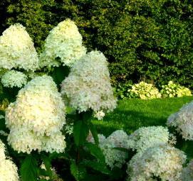 саженцы гортензии метельчатой - тип 4