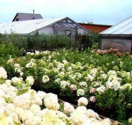 саженцы гортензии метельчатой - тип 3