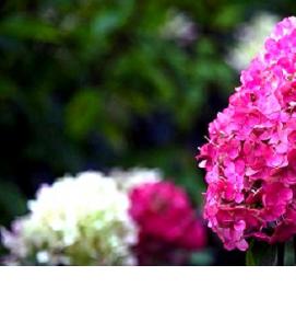 саженцы гортензии самарская лидия - вариант 1