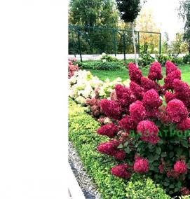 саженцы гортензии самарская лидия - вариант 2