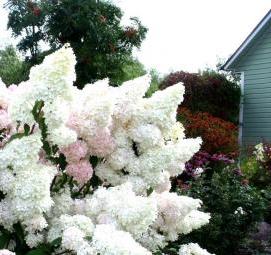 саженцы гортензии ванилла фрейз - вариант 1