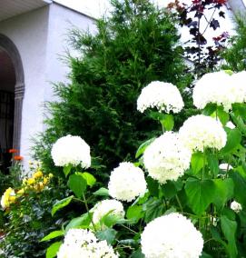 саженцы гортензия древовидная - модель 1