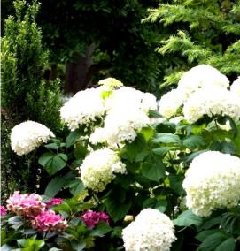 саженцы гортензия древовидная - модель 4