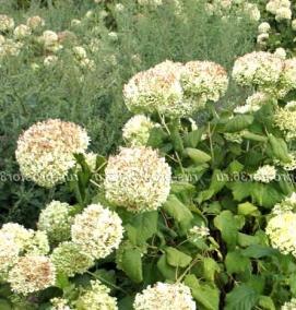 саженцы гортензия древовидная - модель 3