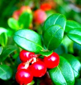 саженцы граната - модель 3