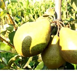 саженцы груши дельбарью - тип 1