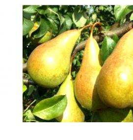 саженцы груши дельбарью - тип 3