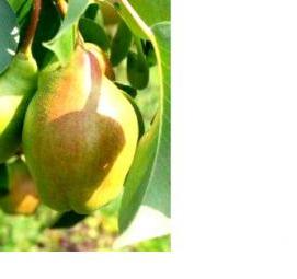 саженцы груши киргизская зимняя - тип 4