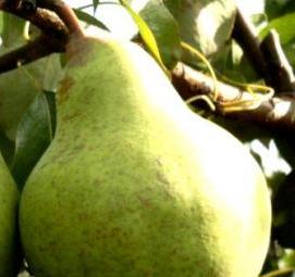 саженцы груши киргизская зимняя - тип 3