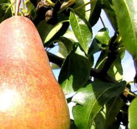 саженцы груши киргизская зимняя - тип 2