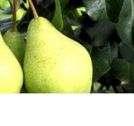 саженцы груши просто мария - вариант 1