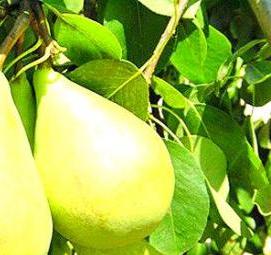 саженцы груши просто мария - вариант 4