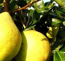 саженцы груши просто мария - вариант 3