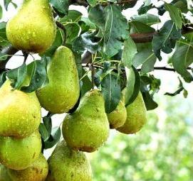 саженцы груши просто мария - вариант 2