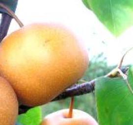 саженцы груши секуи - вариант 1