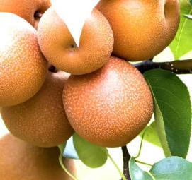 саженцы груши секуи - вариант 4