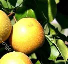 саженцы груши секуи - вариант 3