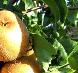 саженцы груши секуи - вариант 2