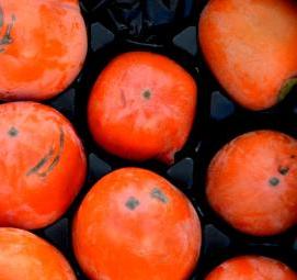 саженцы хурмы морозостойкие - вариант 4