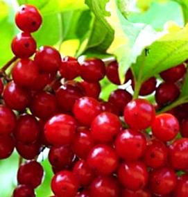 саженцы калины - вариант 2