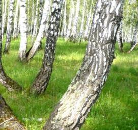 саженцы карельской березы - модель 1