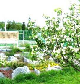 саженцы карликовых плодовых деревьев - модель 1