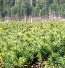 саженцы кедра сибирского - вариант 4