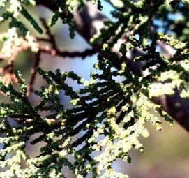 саженцы кипариса - тип 1